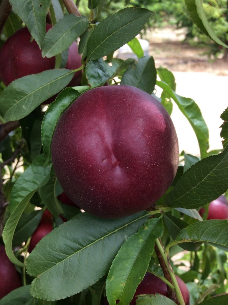 Nectarina de Carne Amarilla Netix (5-48)