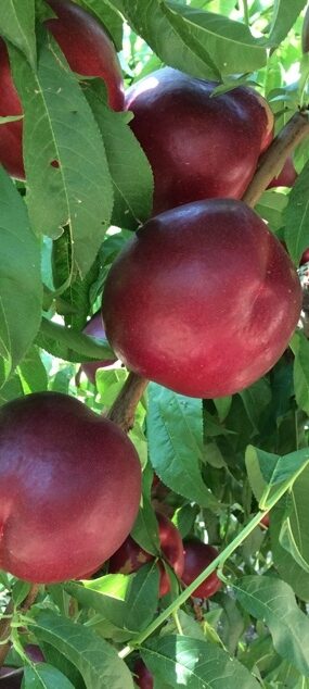 Nectarina‬ de carne ‪blanca‬ Redix 119/3