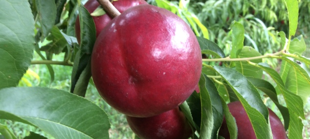 Ya se esta recolectando nuestra nectarina amarilla Netix 31
