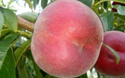 Variedad de melocotón de carne amarilla Malix 11-36, con fecha de recolección del 10 de Junio.